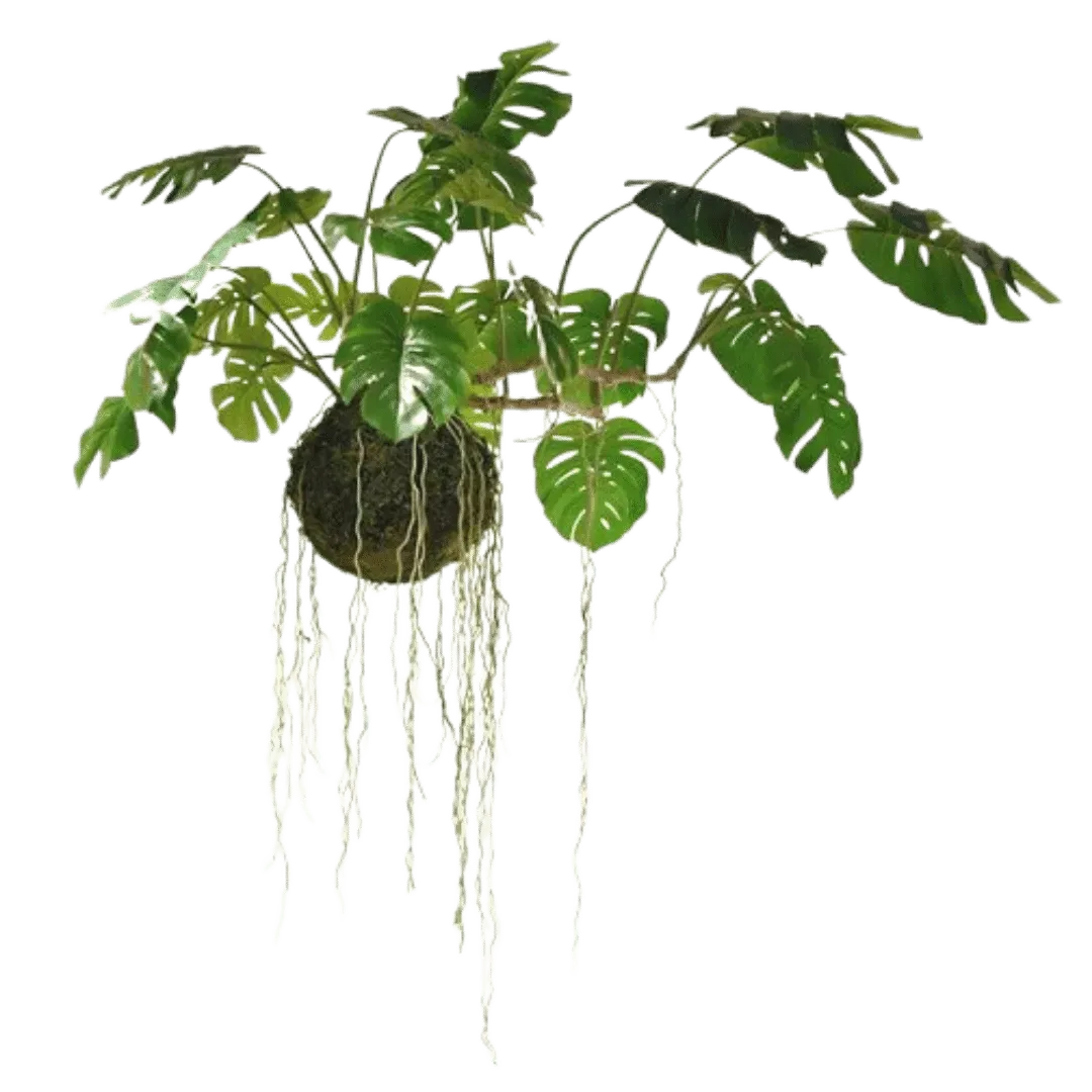Large Hanging Monstera Plant with Moss Ball