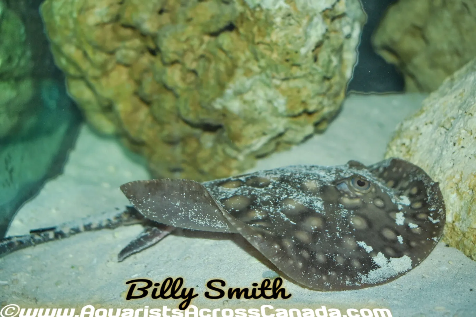 MOTORO STINGRAY (Potamotrygon Motoro)