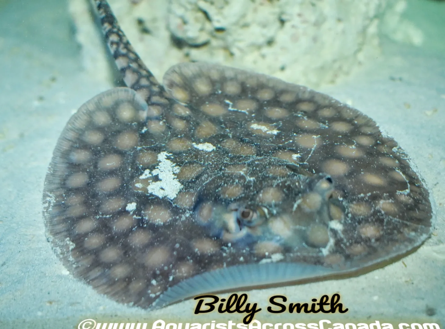 MOTORO STINGRAY (Potamotrygon Motoro)