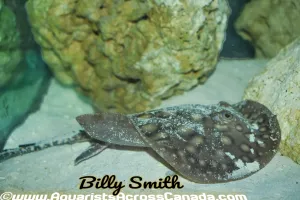 MOTORO STINGRAY (Potamotrygon Motoro)