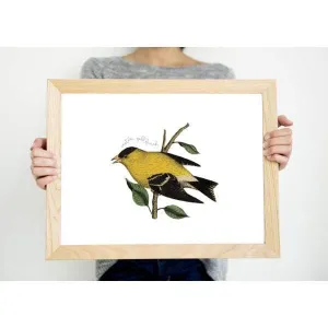 New Jersey state bird | Eastern Goldfinch | Secret Sale